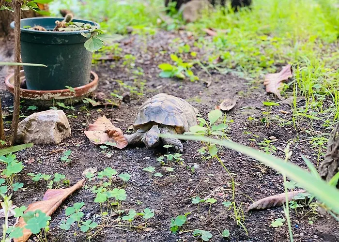Sweet Dream Termini Róma
